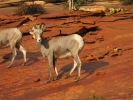 PICTURES/Mt Carmel Highway & Lodging/t_Mt. Carmel Hwy - Sheep8.jpg